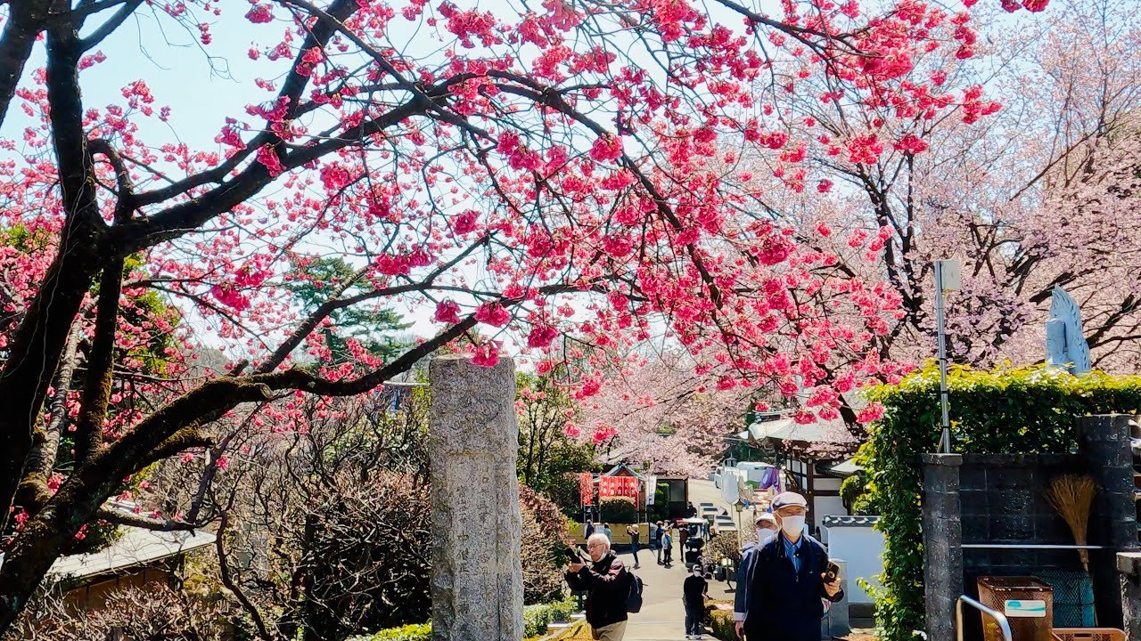 🌸 해수산 만복사 밀장원(카이주산 만푸쿠지 미츠조인) 이미지 8